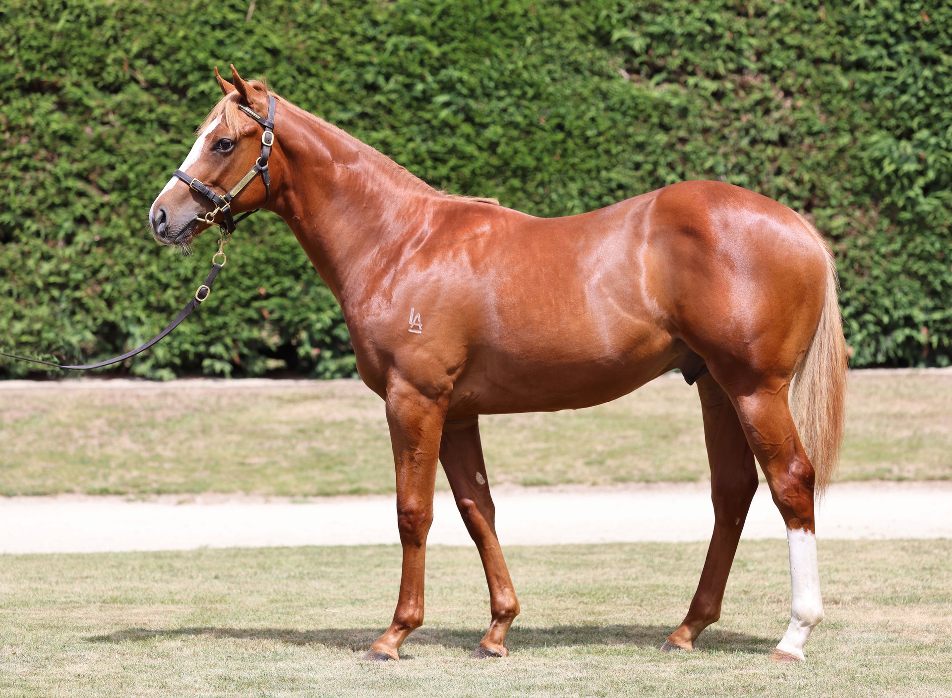 Armory (IRE) ‐ Toitoi (NZ)