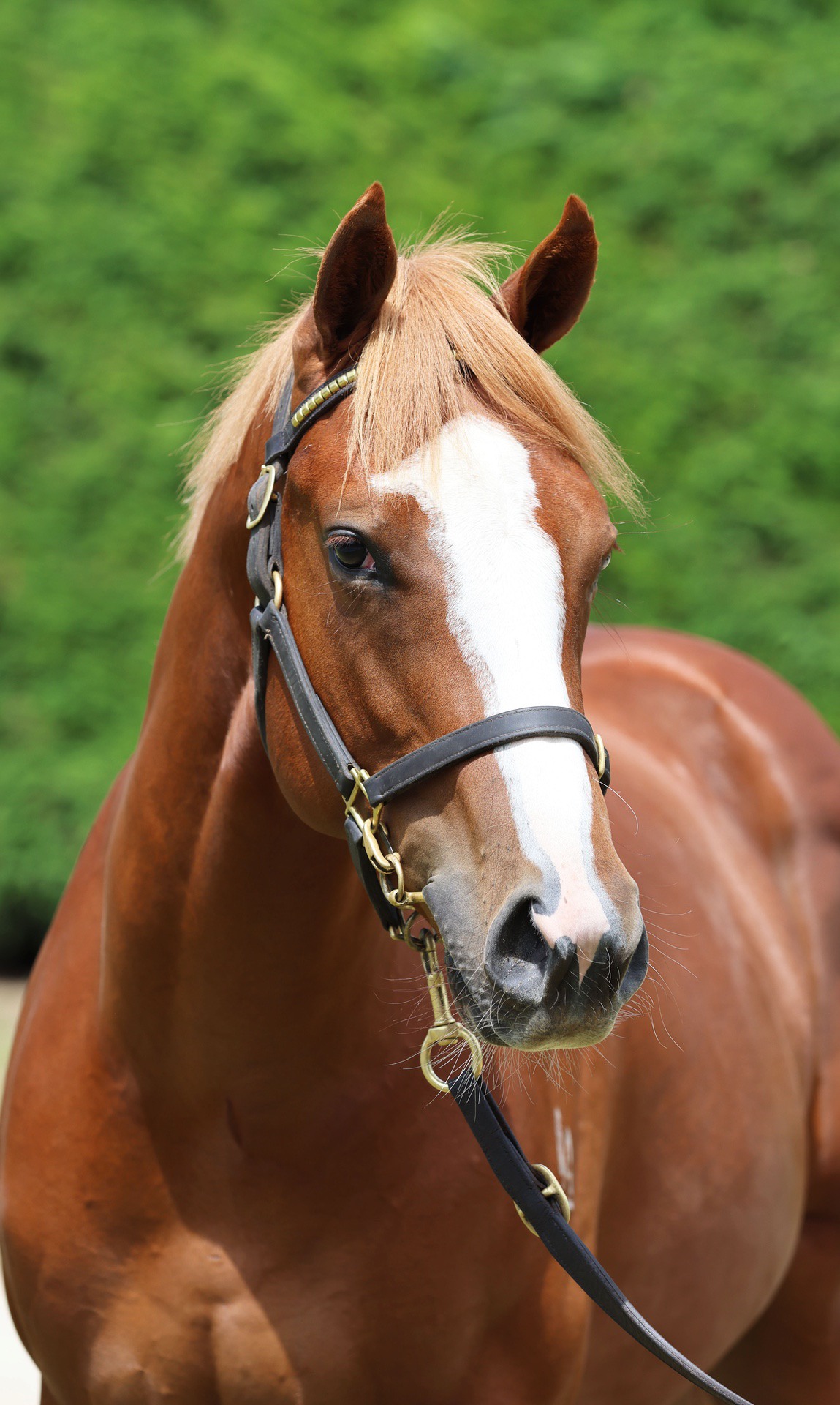 Armory (IRE) ‐ Toitoi (NZ)