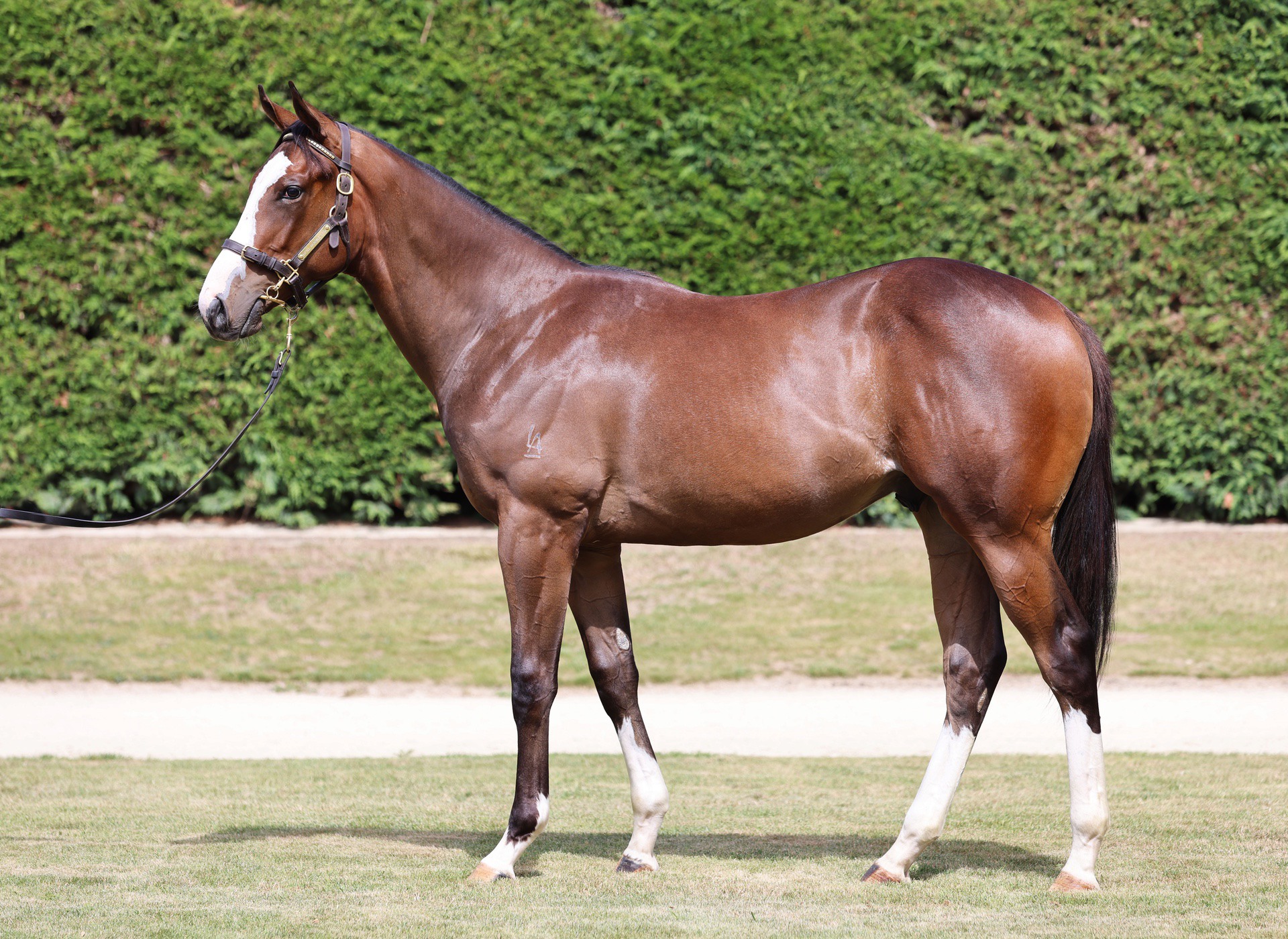 Ribchester (IRE) ‐ War Piglet (AUS)