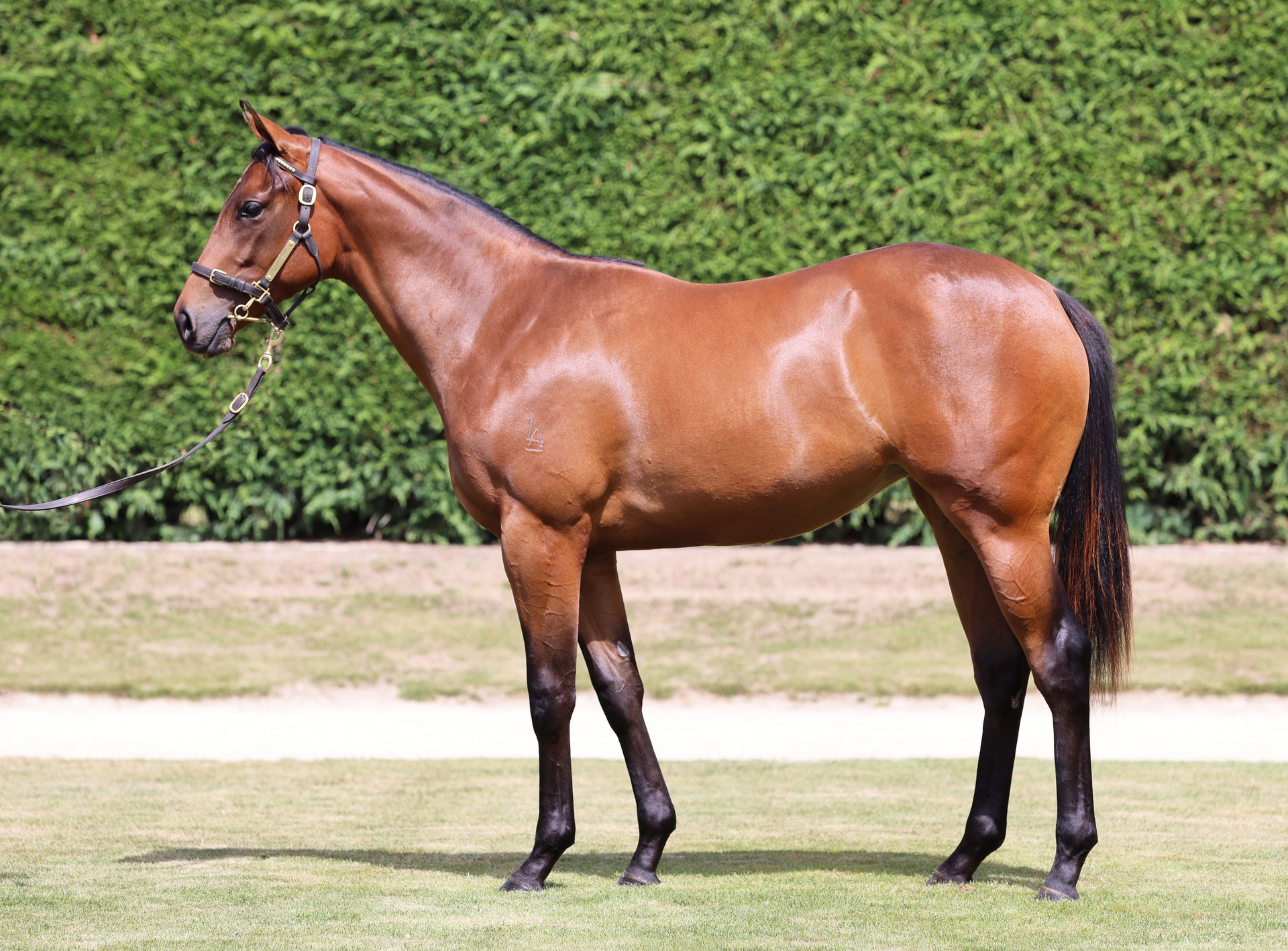 Ardrossan (AUS) ‐ La Sartiglia (NZ)