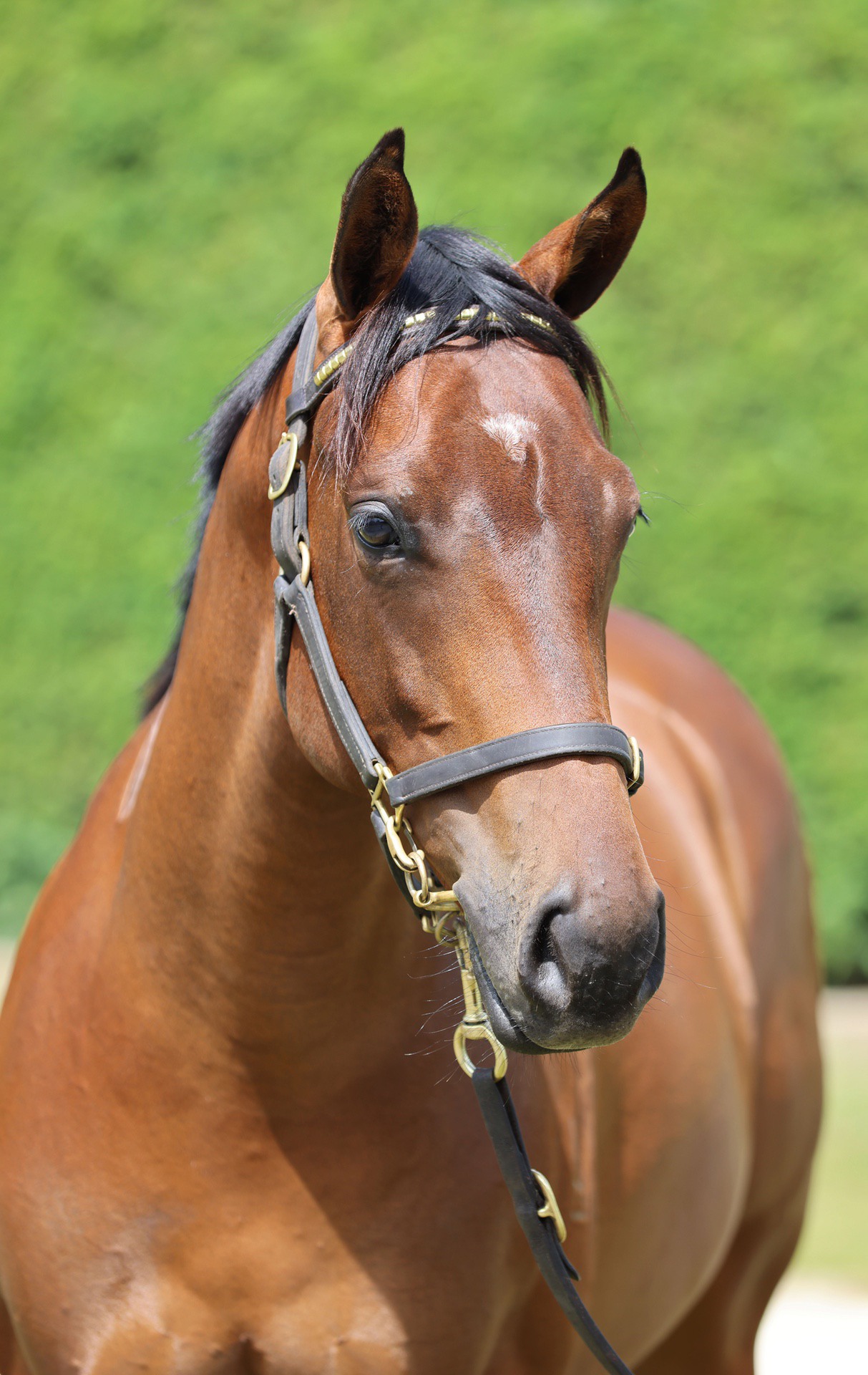 Ardrossan (AUS) ‐ La Sartiglia (NZ)