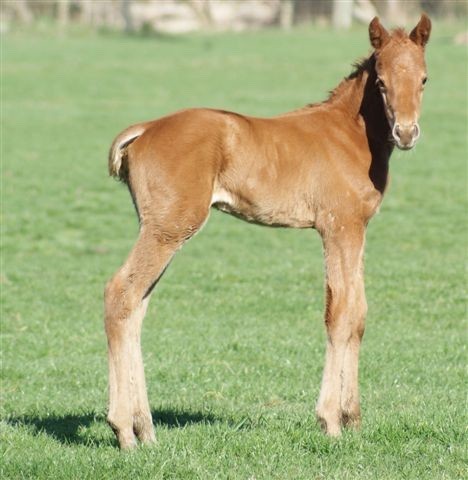 Another brilliant Wairarapa owned and trained winner in the Mudgeway with Tavistock taking the honours for Andrew Campbell. Read on for news on a couple of our Karaka yearlings who received pedigree upgrades during the month and a Lohnro filly that is getting more admirers than Cameron Diaz.   Towkay  Winners over the last month have been:   Sharkay (Towkay-Lady of the Lake) - 1200m winner at Waverley.   Ballistic Ruler (Towkay-Ballistic) - 2000m success in Victoria.   The better tracks in August have seen the Towkays commence racing campaigns and step out at the trials.   Towkay looks to have a particularly promising batch of three-year-olds this season headed up by Rampant (Towkay-On Honeymoon) who ran second to The Hombre at his only juvenile start back in May. Rampant who recommenced racing at Taupo early in August with a close third to leading Wanganui Guineas contender Gaston is targeting the Wellington Guineas in October.   The Mark Oulaghan, B.Payn and Herb Renall bred Blonde Bombshell (Towkay-Millie Munro), shows distinct promise from John Sargent's yard for owners Peter Walker, Sir Patrick Hogan and Tony Timpson. Trials placed behind Katie Lee last year the filly looks primed for her debut judging by her win at the Te Teko trials this week.   Zed  Dido delivered us the farms first foal for the new season, courtesy of a Zed filly on 15 August (pictured below).     The new arrival has a yearling full sister who LA will race next season in partnership with Bruce Perry Bloodstock.   The Zed yearlings are continuing to impress good judges with Sam recently purchasing the mare Maria's Story, a Woodborough half sister to the very smart sprinter Richard Beymer, for LA client John Gilbert expressly to visit the stallion.   2010 Karaka Yearlings  When talking about the Eight Carat family...  it's really only a matter of time before class bubbles to the surface and that's been the case with the former LA broodmare The World Is Mine (Last Tycoon - Great Klaire) who is from a half sister to the famous matron.   We retained The World Is Mine's 2002 Pins filly Miss Moneytree. Unraced due to injury, Miss Moneytree's first foal is the promising Victorian filly Lady Pachira by Keeper who has a victory and third placing from just two starts for trainer Tony Noonan.   Miss Moneytree has a yearling Darci Brahma colt going to Karaka next year and due to foal to Perfectly Ready this season.   The World Is Mine's second filly happens to be Zabeel mare Cat's Diamond now racing on lease from Kris Lee's Sydney stable for Steven Seabrook's Sport Syndications. An impressive debut winner at Randwick last autumn the four-year-old is back in training for a spring campaign.   Rapid Kay's half sister Whitewater Fury (Pins-Racing Waters), who scored second time to the races this week over 1300m in Victoria for trainer Danny O Brien, has a yearling full sister heading to Karaka.   Shaping up as one of the stars of our Karaka draft is Naiper client Alan Jackson's Lohnro filly from the Danehill mare Danone. This girl will sell herself on looks even allowing for her bloodlines although we won't begrudge Denman demoralizing more high class fields through the spring.   A full sister to group winner Saxon and stakesplaced Power of Destiny who have both just begun stallion careers in Australia, Danone - in foal to Lohnro - was purchased for Alan by Michael Wallace Bloodstock at the 2008 Magic Millions Broodmare Sale.   Actually Alan has been on good role of late with his Don Eduardo yearling colt from the Shirley Heights mare Juliette Heights bound to get some mileage out of the dual stakes success by Don Eduardo progeny at Randwick not to mention two half relations winning during August. The interestingly named Donttellthewife (Volksradd-Juliette Heights) who won over 1400m at Kranji on 28 August is targeting the Singapore Guineas later this month.   Other News  Towards the end of last racing season we bought you news of &quot;Charlie&quot; winning first time to the trials. For those of you with good memories &quot;Charlie&quot; is the name we gave to the yearling we highlighted in our newsletters leading up to the 2008 Karaka Sales Series.   Well we can report that the still officially unnamed No Excuse Needed-Soneri gelding is now two from two at the trials with another success this time at Otaki a fortnight ago.   We are pleasantly surprised with Charlie's precocity because he was quite a strapping colt that we imagined would be beginning his first preparation about now so all bodes well for trainer David Haworth and connections when this likable gelding with a neat personality steps out on race day.   Environment Patron (Montjeu-Nikki's Bride) who scored over 1600m in Adelaide during August was bred by LA, Don Gordon and Bryan Hutchinson, and was sold from LA's 2006 Karaka draft for $400,000 to BBA Ireland.   A reminder about the NZTBA's seminar at Awapuni on Sunday 13 September beginning at 1.30pm. It's a good opportunity to hear about avenues aside from the traditional yearling sales for selling your young horses and the prospects for new markets in Asia. With both Australia's and our own foal crops continuing a downward trend this is a chance, particularly for those breeders undecided about committing mares this season, to understand the opportunities available to horses who will be yearlings in 2011/2012.   We'll see a few of you at Hastings on 18th September for the Hastings Racing Awards dinner and then again on 19th for Windsor Park Plate Day where we look to have a few potential runners.