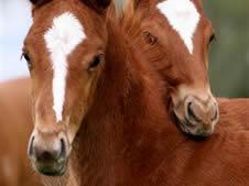 Little Avondales Foal Walk