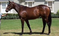Melbourne Stakes Success For LA Bred