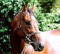 Little Avondale Newsletter JUNE 2010