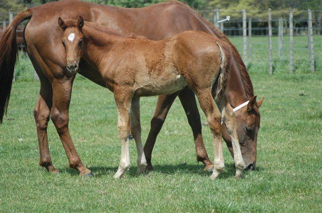 Important For Broodmare Careers