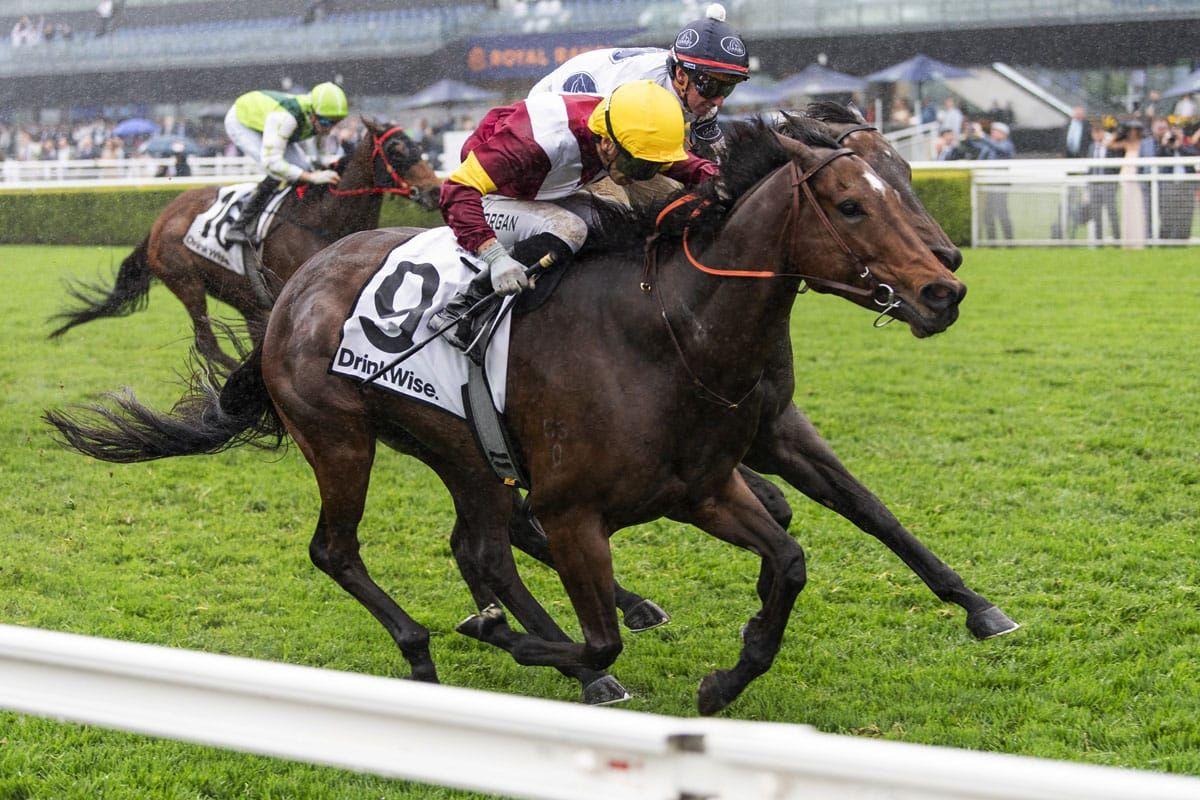 Progressive Mare Too Good