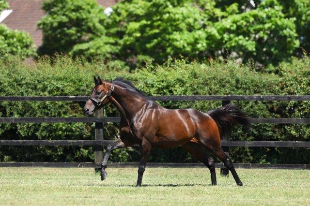 Timelt Victory For Smart 3YO