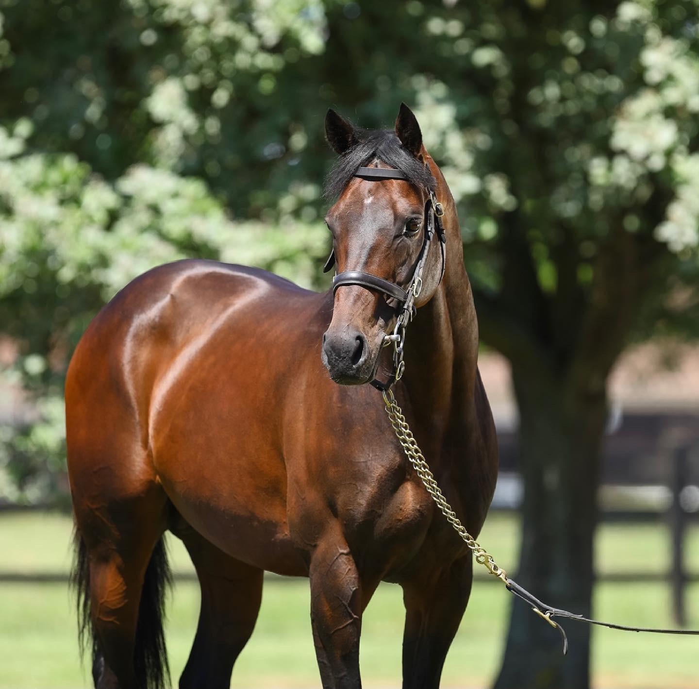 All Smiles with Time Test Mare