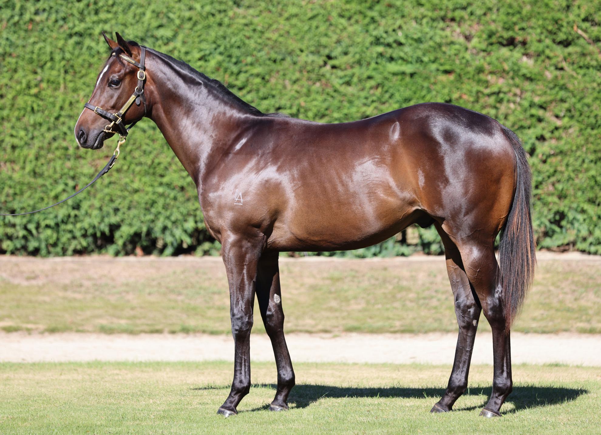 PI Colt Top Classic Offering