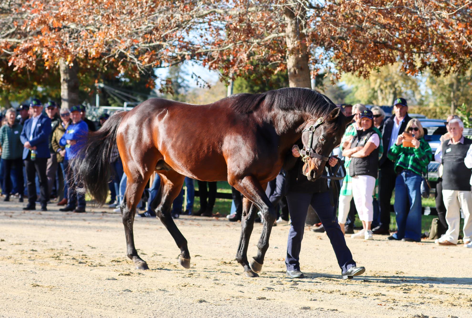 Per Incanto Surges Into Australian Sires Premiership Top 5