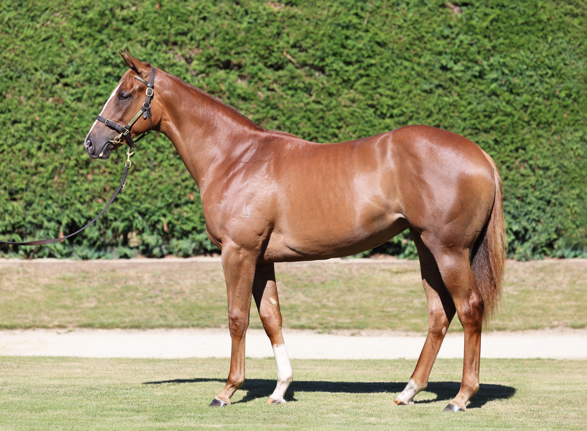 Quality Filly Excels at Karaka