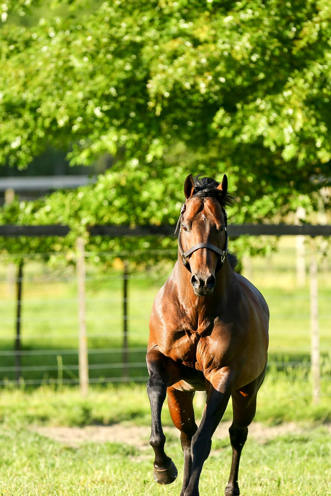 Another Record Setting Day at Karaka for Per Incanto  